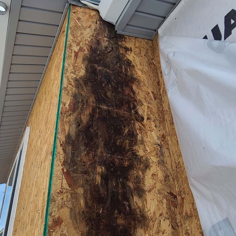 Mold found during a siding installation by Custom Exteriors due to lack of gutter maintenance